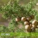 Blue Cypress-澳洲藍絲柏 Blue Cypress-澳洲藍絲柏